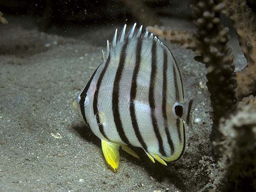 Eight-banded Butterflyfish | Chaetodon octofasciatus photo