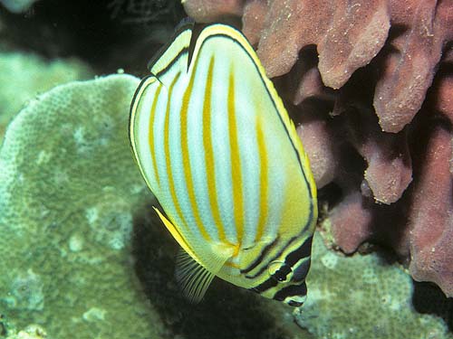 Ornate Butterflyfish | Chaetodon ornatissimus photo