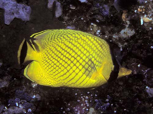 Latticed Butterflyfish | Chaetodon rafflesii photo