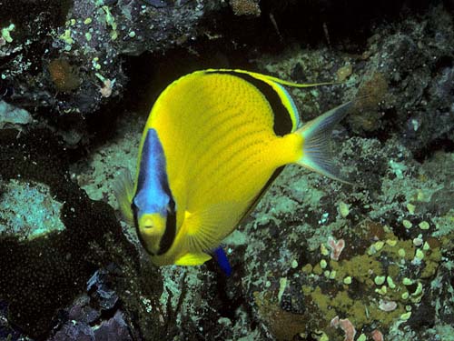 Dotted Butterflyfish | Chaetodon semeion photo