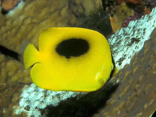 Oval-spot Butterflyfish | Chaetodon speculum photo