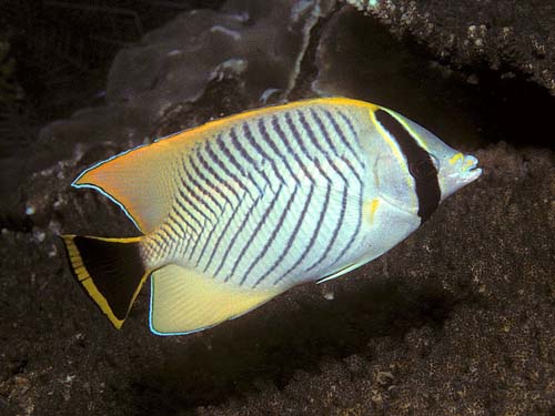 Chevroned Butterflyfish | Chaetodon trifascialis photo