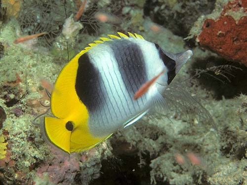 Double-saddle Butterflyfish | Chaetodon ulietensis photo