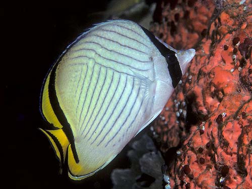 Vagabond Butterflyfish | Chaetodon vagabundus photo