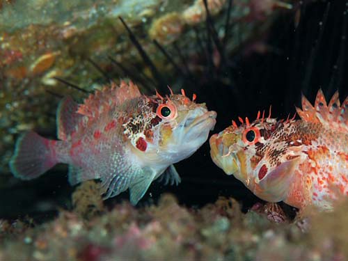 Cheekspot Scorpionfish | Scorpaenodes littoralis photo