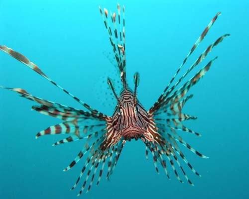 Common Lionfish | Pterois volitans photo