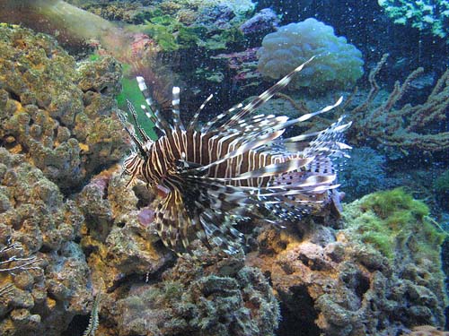 Common Lionfish | Pterois volitans photo