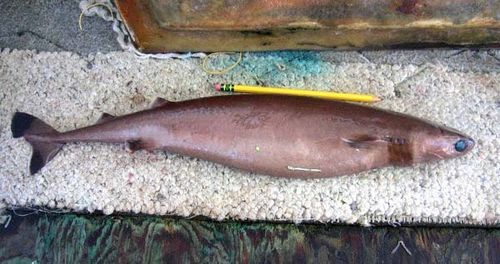 Cookie-cutter Shark | Isistius brasiliensis photo