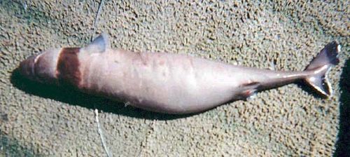 Cookie-cutter Shark | Isistius brasiliensis photo
