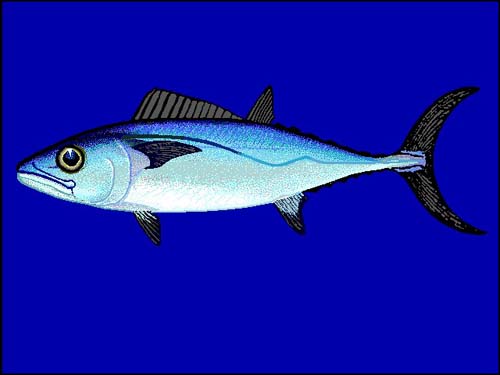 Dogtooth Tuna | Gymnosarda unicolor photo