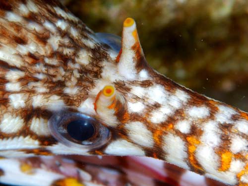 Dragon Moray Eel | Enchelycore pardalis photo