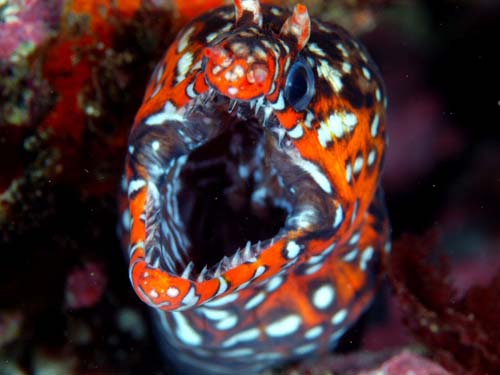 Dragon Moray Eel | Enchelycore pardalis photo