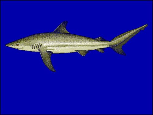 Dusky Shark | Carcharhinus obscurus photo