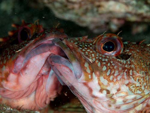 False Kelpfish | Sebastiscus marmoratus photo
