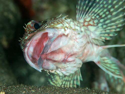 False Kelpfish | Sebastiscus marmoratus photo