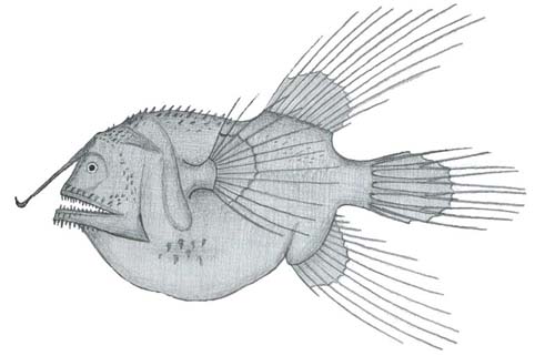 Fanfin Anglerfish | Caulophryne jordani photo