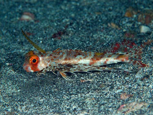 Flying Gurnard | Dactyloptena orientalis photo