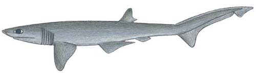 Sharpnose Sevengill Shark | Heptranchias perlo photo