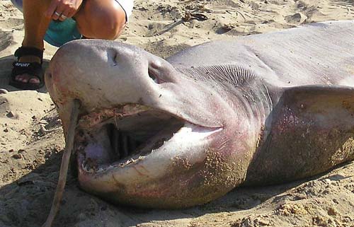 Sharpnose Sevengill Shark | Heptranchias perlo photo