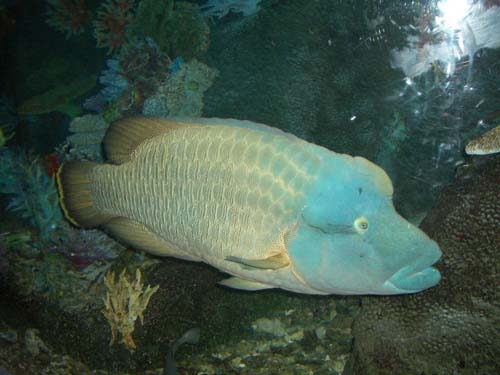 Humphead Maori Wrasse | Cheilinus undulatus photo