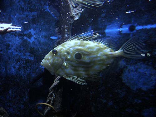 John Dory | Zeus faber photo