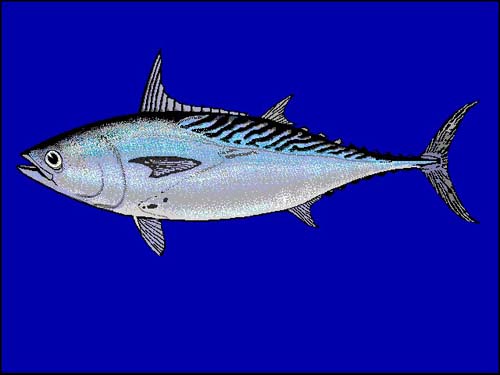 Mackerel Tuna | Euthynnus affinis photo