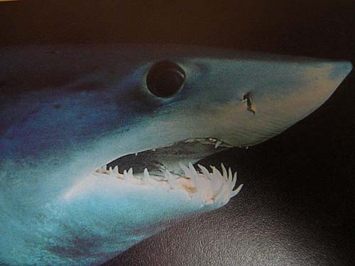 Shortfin Mako | Isurus oxyrinchus photo