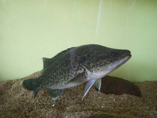 Murray Cod | Maccullochella peelii photo