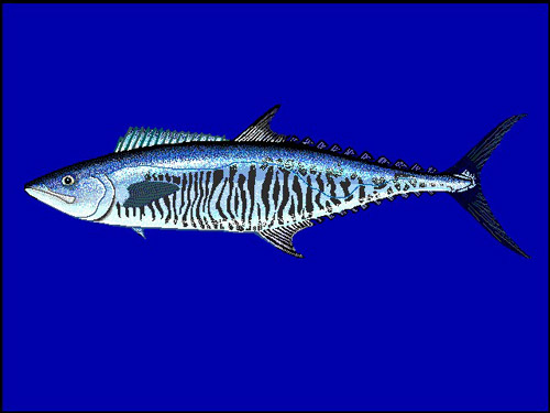 Narrow-barred Spanish Mackerel | Scomberomorus commerson photo