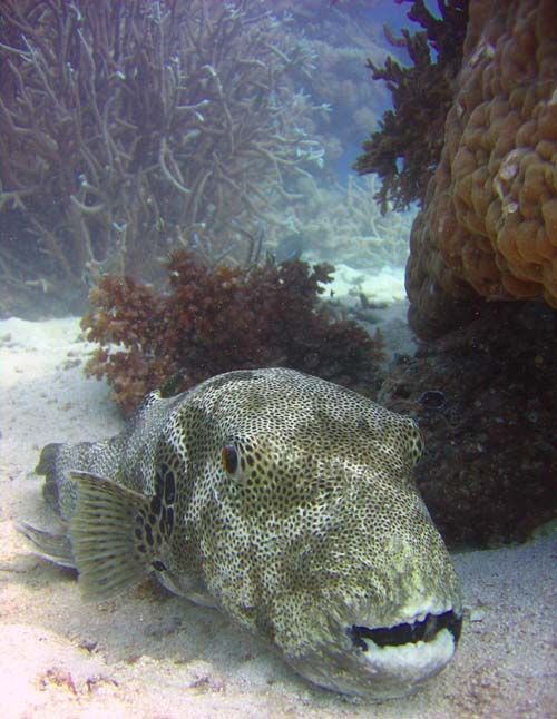 Starry Pufferfish | Arothron stellatus photo