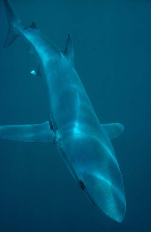 Blue Shark | Prionace glauca photo