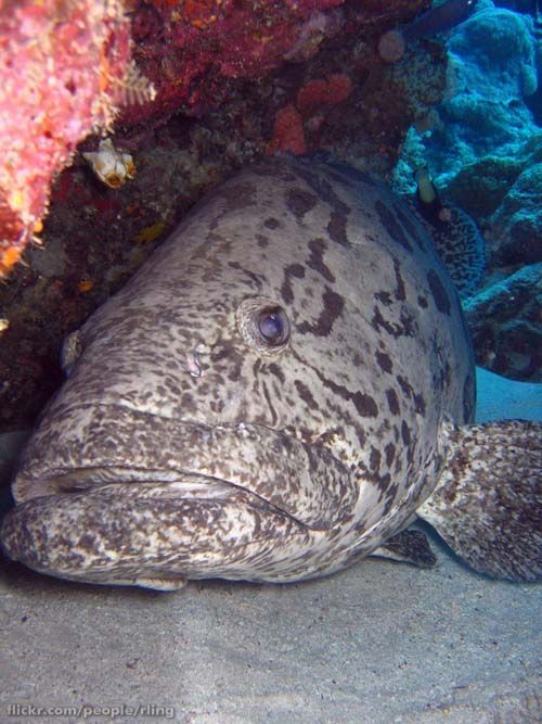 Potato Cod | Epinephelus tukula photo