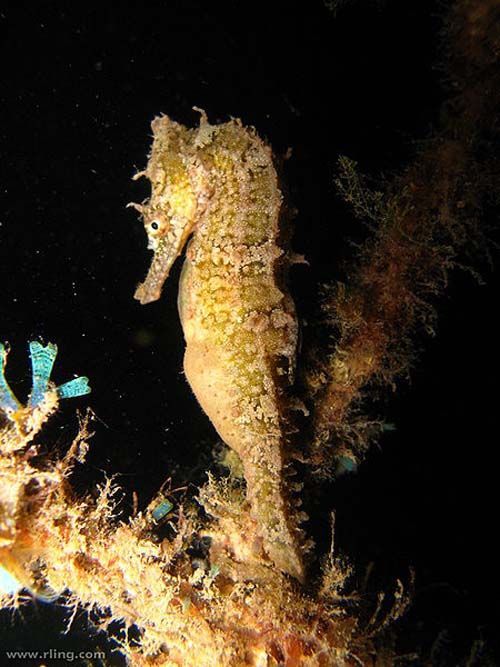 White's Seahorse | Hippocampus whitei photo