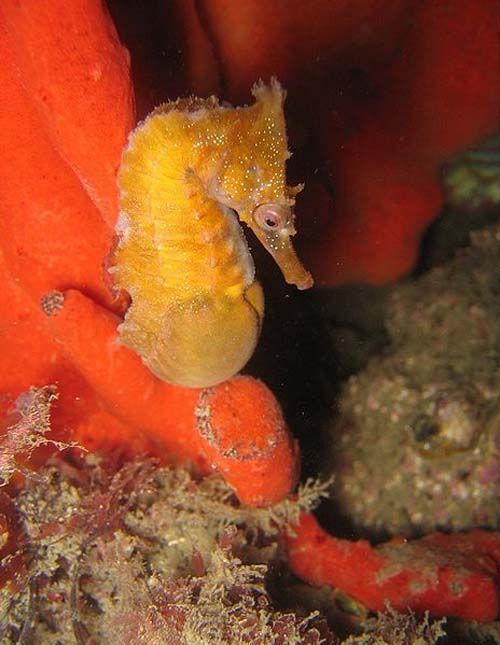 White's Seahorse | Hippocampus whitei photo