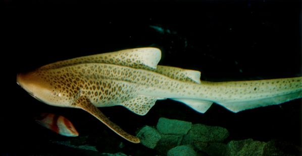 Zebra Shark | Stegostoma fasciatum photo