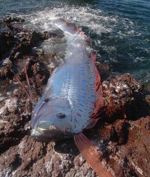 Oarfish | Regalecus glesne photo