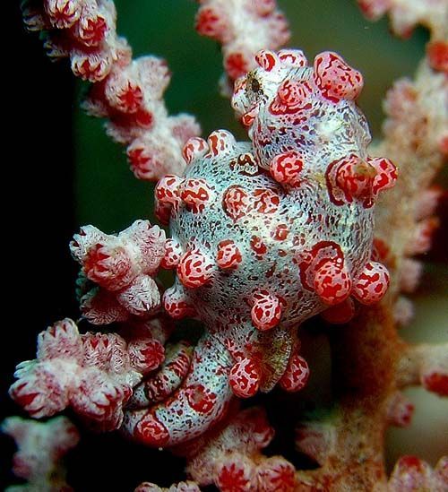 Pygmy Seahorse | Hippocampus bargibanti photo