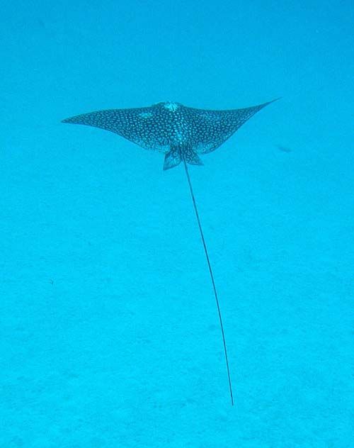 White-spotted Eagle Ray | Aetobatus narinari photo