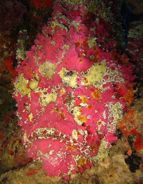 Reef Stonefish | Synanceia verrucosa photo
