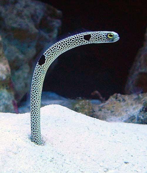 Spotted Garden Eel | Heteroconger hassi photo