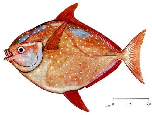 Opah | Lampris guttatus photo