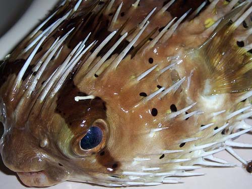 Freckled Porcupinefish | Diodon holocanthus photo