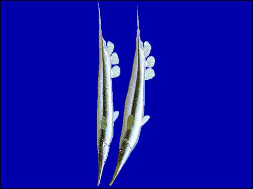 Razorfish | Aeoliscus strigatus photo