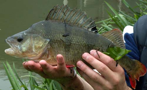 Redfin Perch | Perca fluviatilis photo