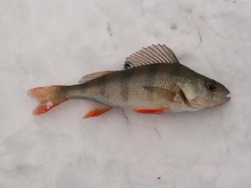 Redfin Perch | Perca fluviatilis photo