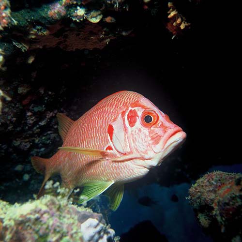 Sabre Squirrelfish | Sargocentron spiniferum photo