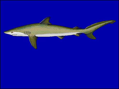 Silky Shark | Carcharhinus falciformis photo