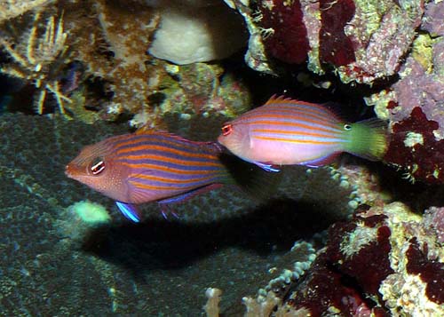 Six-line Wrasse | Pseudocheilinus hexataenia photo