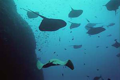 Smooth Stingray | Dasyatis brevicaudata photo