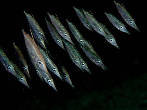 Common Snipefish | Macroramphosus scolopax photo